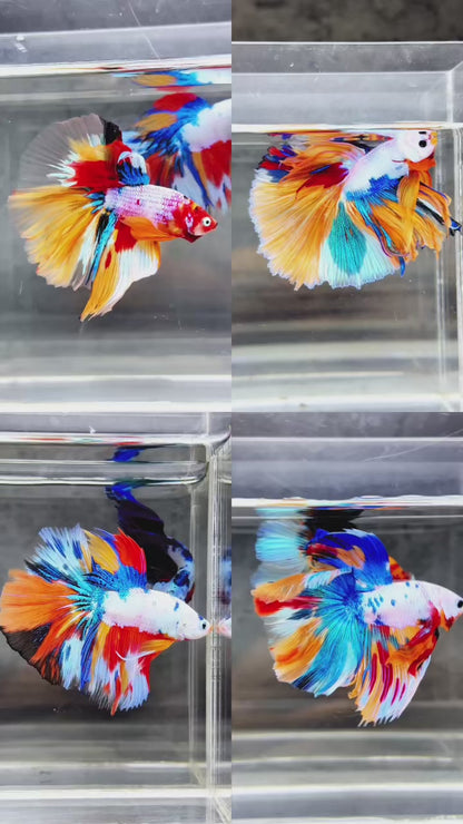 Koi Rainbow Halfmoon Male Betta Fish | Premium Mystery Betta