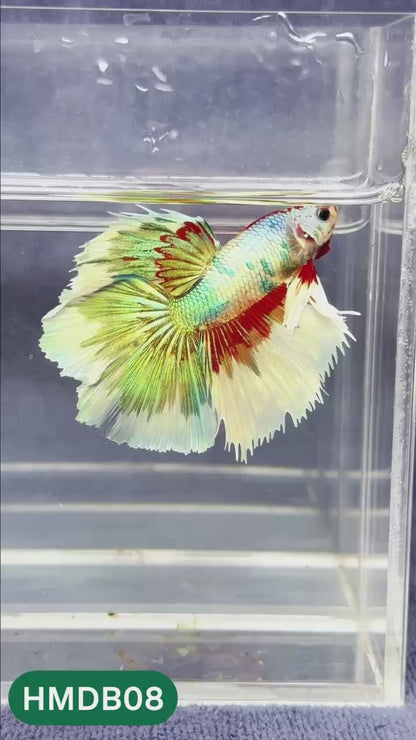 Dumbo Koi Nemo Halfmoon Male Betta | You Pick Fish