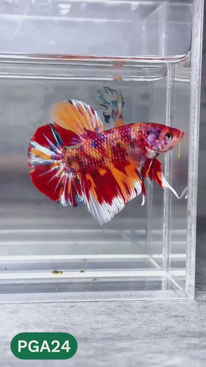 King Giant Plakat Male Betta Fish | You Pick Fish | High Grade