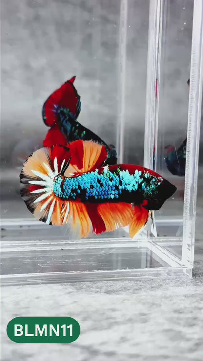 Dark Flame Hellfire Plakat Male Betta Fish | You Pick Fish | Rare Betta