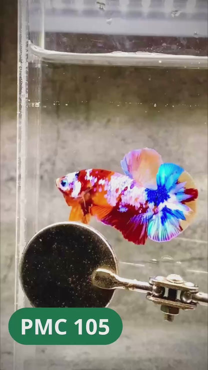 Multicolor Plakat Male Betta Fish |Show Grade|  You Pick Fish