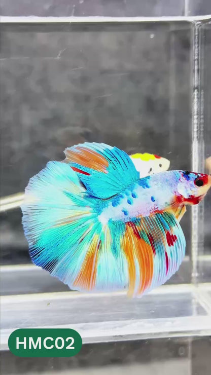 Multicolor Halfmoon Male Betta Fish | High Grade | Order Directly From Farm |  You Pick Fish |