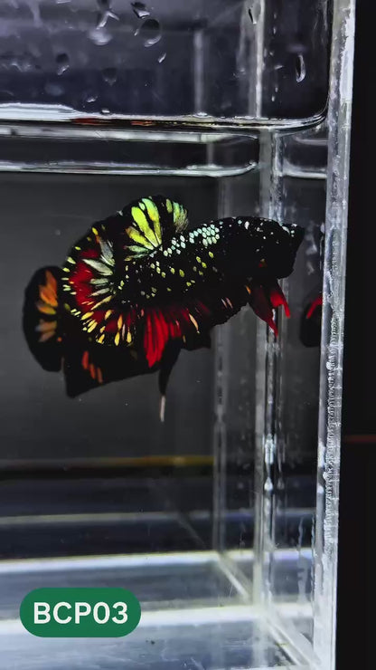 Black Panther Plakat Male Betta Fish | You Pick Fish | Rare Betta