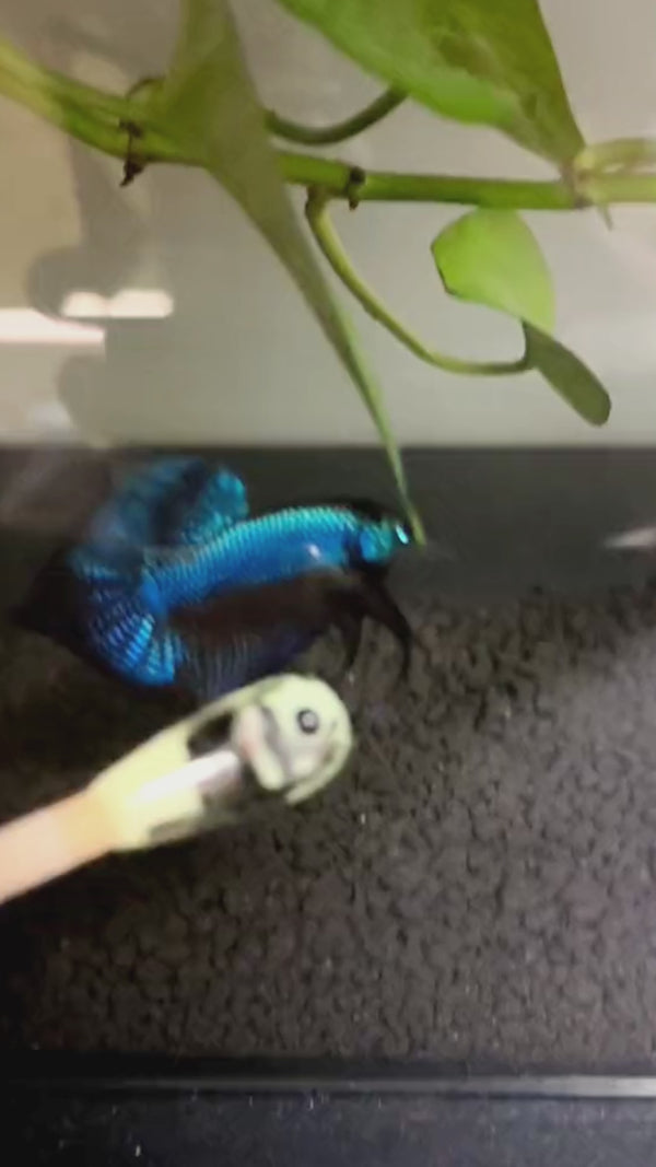 Wild Guitar Blue Smaragdina Male Betta Fish — Swimming Video
