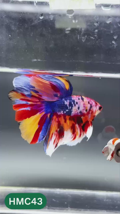 Multicolor Halfmoon Male Betta Fish | High Grade | Order Directly From Farm |  You Pick Fish |