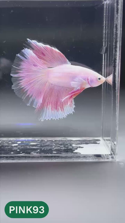 Pink Halfmoon Male Betta Fish | You Pick Fish | Order Directly From Farm