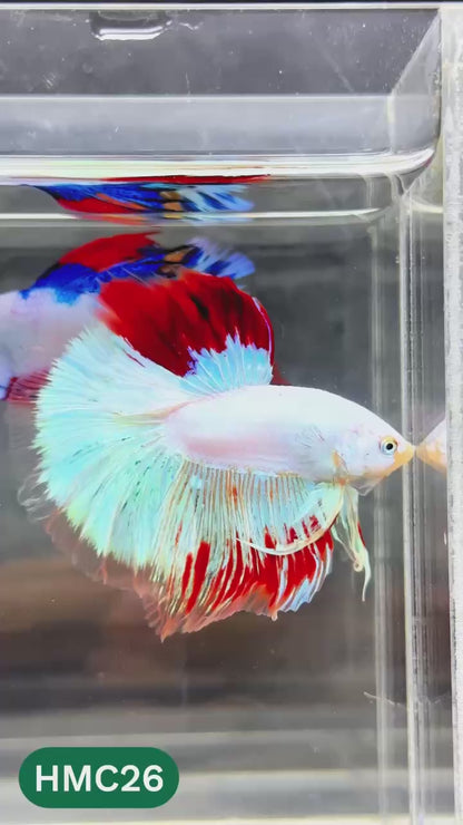 Multicolor Halfmoon Male Betta Fish | High Grade | Order Directly From Farm |  You Pick Fish |