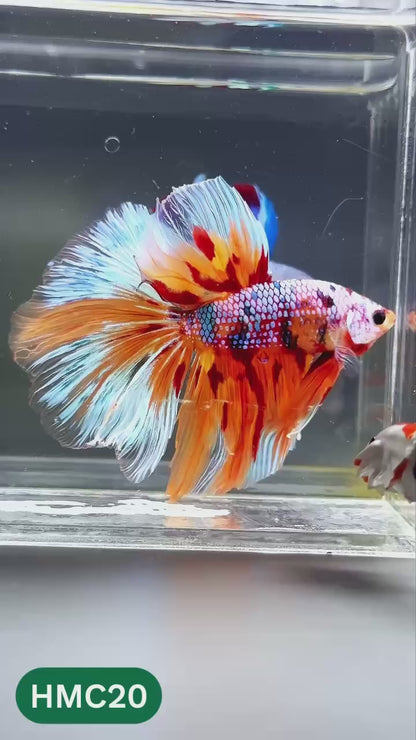 Multicolor Halfmoon Male Betta Fish | High Grade | Order Directly From Farm |  You Pick Fish |