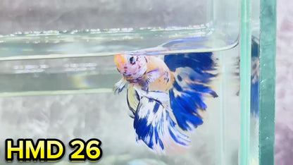 Blue Marble Dot Halfmoon Male Betta Fish | Order Directly From Farm | You Pick Fish