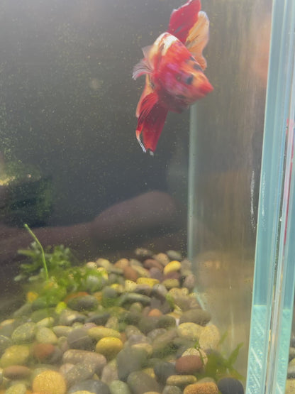 Giant Plakat Betta #0920GIANT_C5