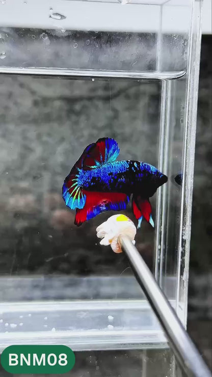 Dark Flame Hellfire Plakat Male Betta Fish | You Pick Fish | Rare Betta