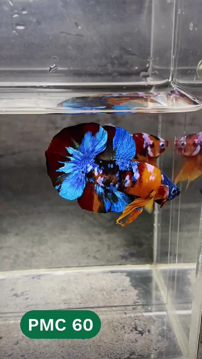 Multicolor Plakat Male Betta Fish |Show Grade|  You Pick Fish