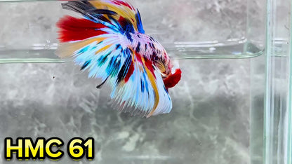 Multicolor Halfmoon Male Betta Fish | High Grade | Order Directly From Farm|  You Pick Fish |