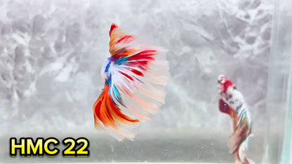 Multicolor Halfmoon Male Betta Fish | High Grade | Order Directly From Farm|  You Pick Fish |