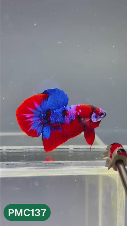 Multicolor Plakat Male Betta Fish |Show Grade|  You Pick Fish