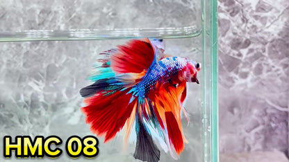 Multicolor Halfmoon Male Betta Fish | High Grade | Order Directly From Farm|  You Pick Fish |