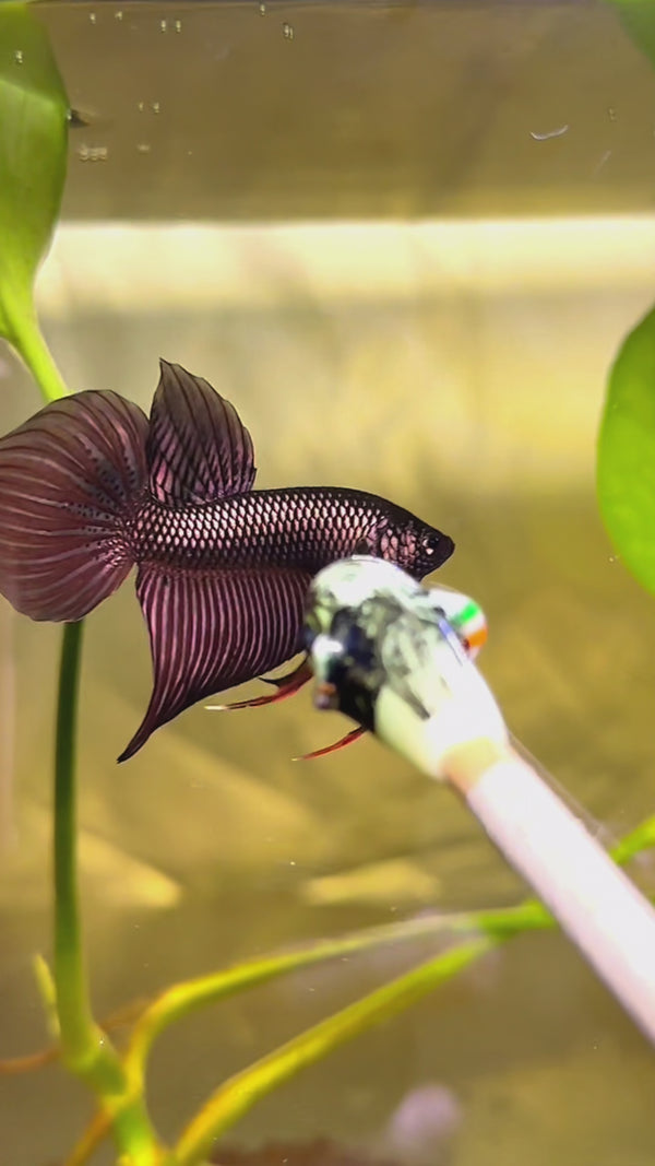 Wild Copper Mahachaiensis Male Betta Fish — Swimming Video