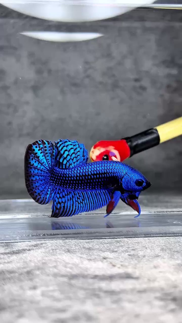 Live Male Betta Fish - High Quality 'Alien Blue' Wild Type Betta - USA Bred & Shipped