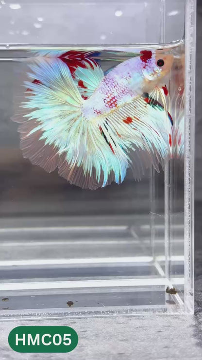 Multicolor Halfmoon Male Betta Fish | High Grade | Order Directly From Farm |  You Pick Fish |