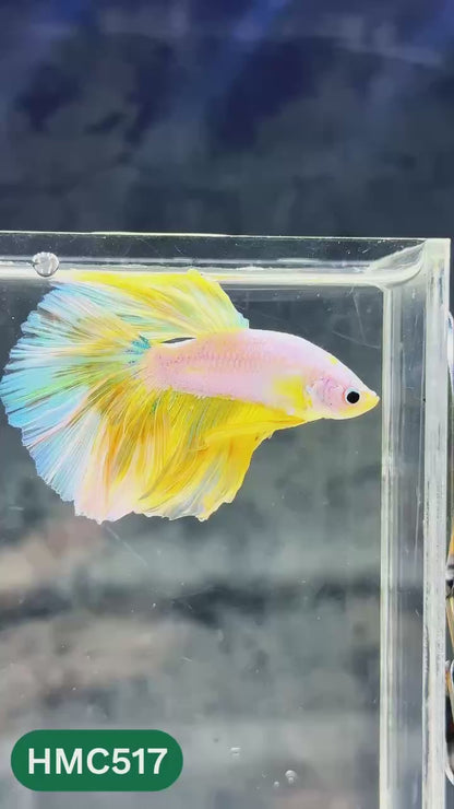 Nemo Halfmoon Male Betta Fish | Order Directly From Farm | You Pick Fish