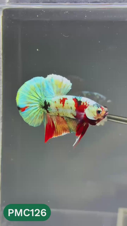 Multicolor Plakat Male Betta Fish |Show Grade|  You Pick Fish