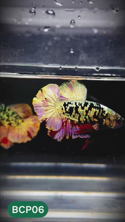 Black Panther Plakat Male Betta Fish | You Pick Fish | Rare Betta
