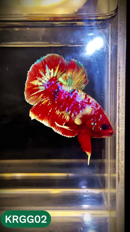 Golden Star Dust Galaxy Plakat Male Betta Fish | Super Rare | You Pick Fish