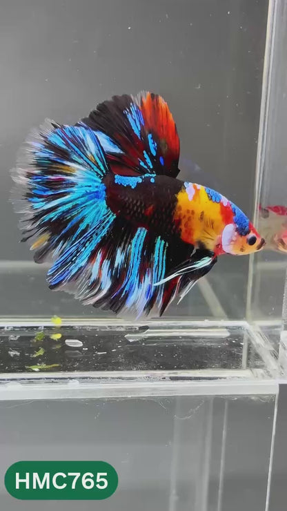 Multicolor Halfmoon Male Betta Fish | High Grade | Order Directly From Farm |  You Pick Fish |