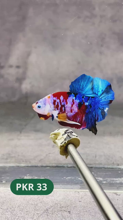 Multicolor Yellow Base Plakat Male Betta Fish | Order Directly From Farm |  You Pick Fish