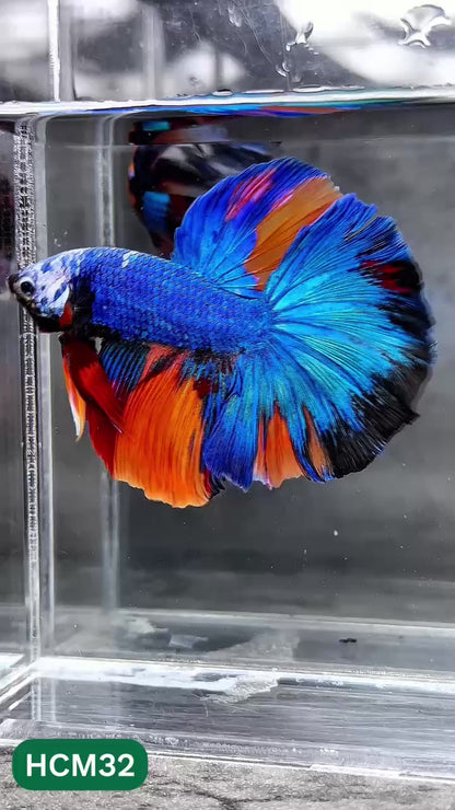 Multicolor Halfmoon Male Betta Fish | High Grade | Order Directly From Farm |  You Pick Fish |