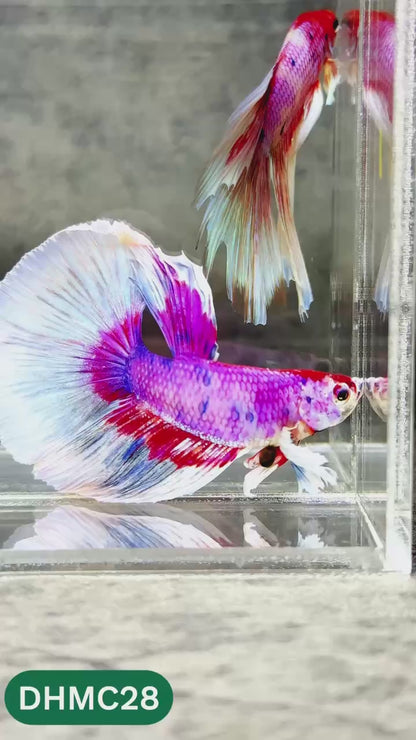 Multicolor Halfmoon Male Betta Fish | High Grade | Order Directly From Farm |  You Pick Fish |