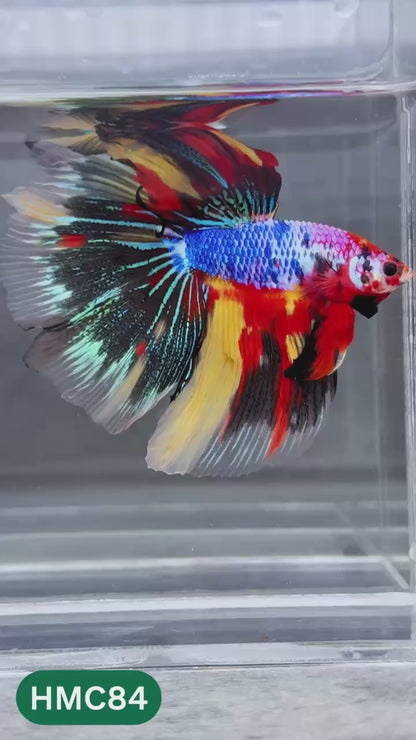 Multicolor Halfmoon Male Betta Fish | Order Directly From Farm | You Pick Fish