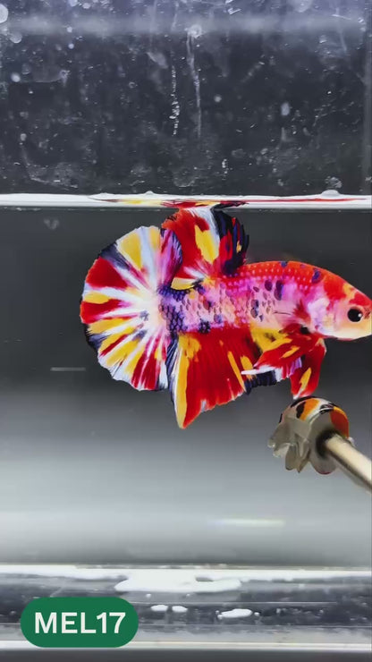 Multicolor Metallic Plakat Male Betta Fish | You Pick Fish | Exclusive Grade
