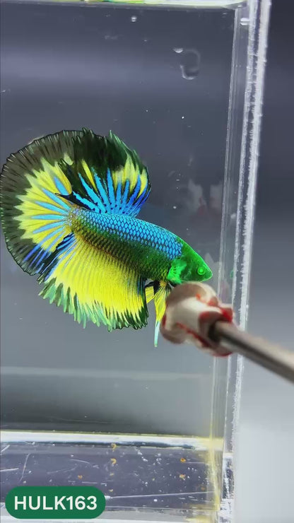 Black Hulk Halfmoon Male Betta Fish | You Pick Fish