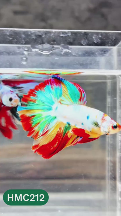 Multicolor Halfmoon Male Betta Fish | Order Directly From Farm | You Pick Fish