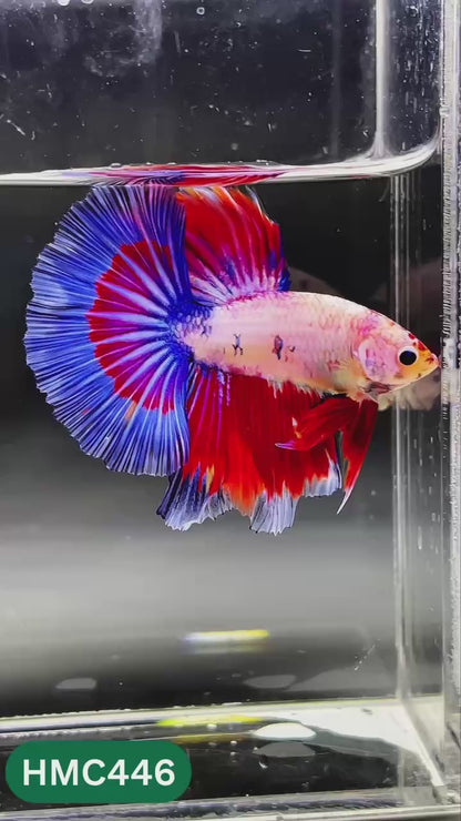 Nemo Halfmoon Male Betta Fish | Order Directly From Farm | You Pick Fish