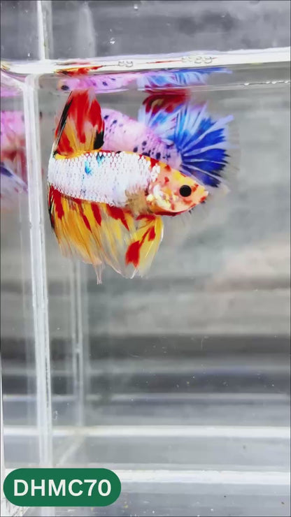 Multicolor Halfmoon Male Betta Fish | Order Directly From Farm | You Pick Fish
