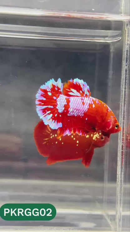 Golden Star Dust Galaxy Plakat Male Betta Fish | Super Rare | You Pick Fish