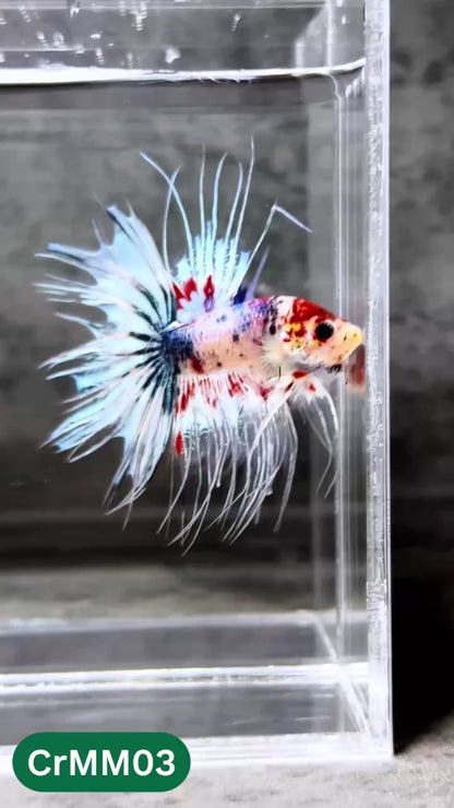 Crowntail Multicolor Male Betta Fish | High Grade | You Pick Fish |