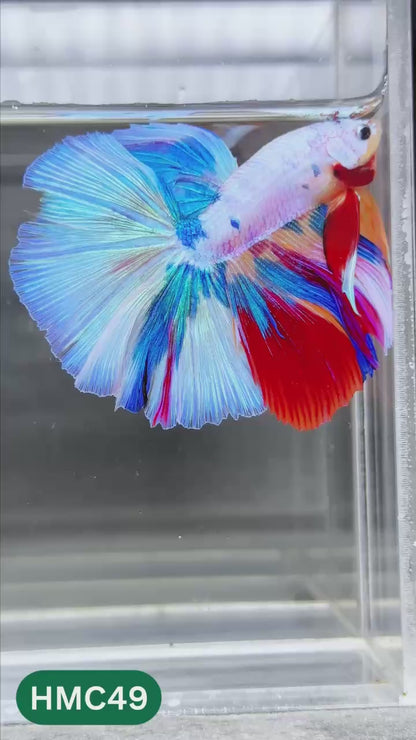 Multicolor Halfmoon Male Betta Fish | Order Directly From Farm | You Pick Fish