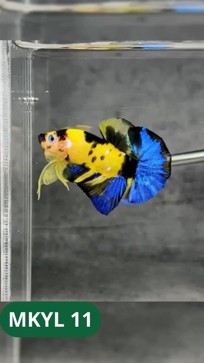 Koi Yellow Plakat Male Betta Fish | Show Grade | You Pick Fish