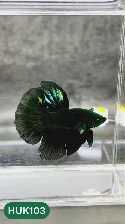 Black Hulk Halfmoon Male Betta Fish | You Pick Fish