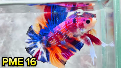 Metallic Plakat Betta Fish | You Pick Betta | Show Grade