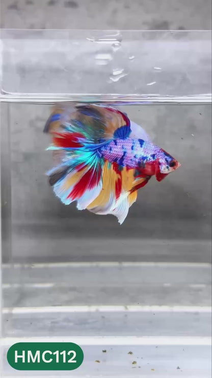 Multicolor Halfmoon Male Betta Fish | High Grade | Order Directly From Farm |  You Pick Fish |