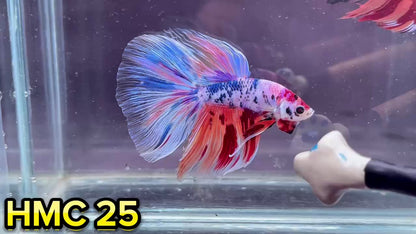 Multicolor Halfmoon Male Betta Fish | High Grade | Order Directly From Farm|  You Pick Fish |