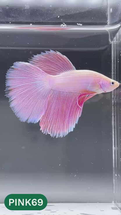 Pink Halfmoon Male Betta Fish | You Pick Fish | Order Directly From Farm