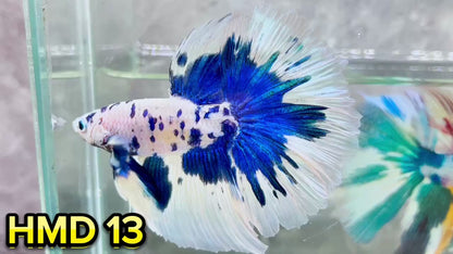 Blue Marble Dot Halfmoon Male Betta Fish | Order Directly From Farm | You Pick Fish