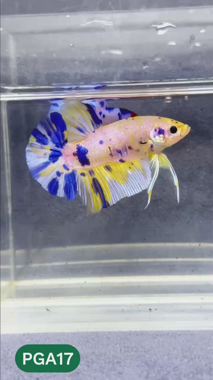 King Giant Plakat Male Betta Fish | You Pick Fish | High Grade