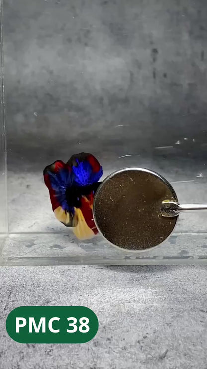Multicolor Plakat Male Betta Fish |Show Grade|  You Pick Fish