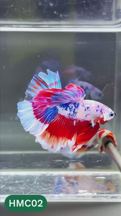 Multicolor Halfmoon Male Betta Fish | High Grade | Order Directly From Farm |  You Pick Fish |